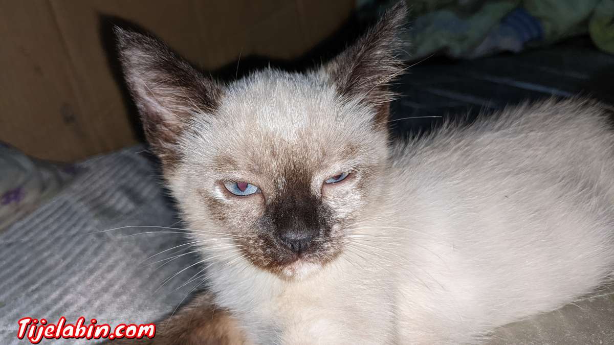 chat siamois
