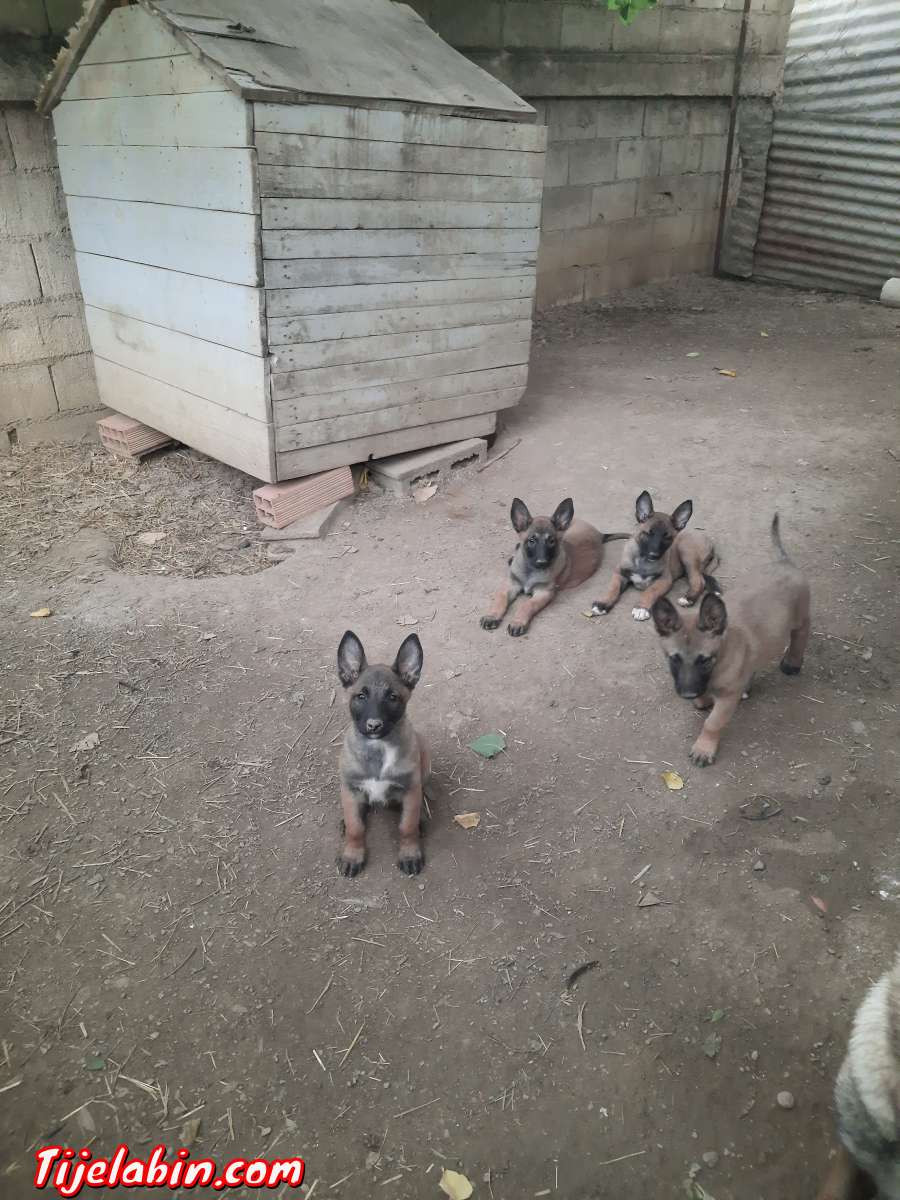 berger belge malinois