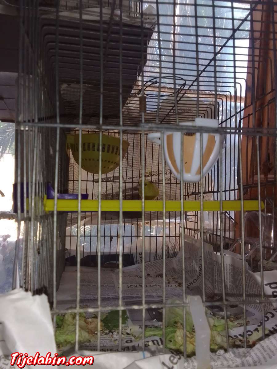 كناري