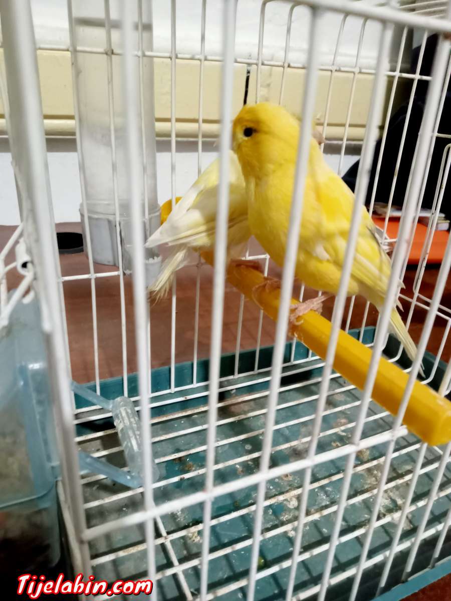 كناري