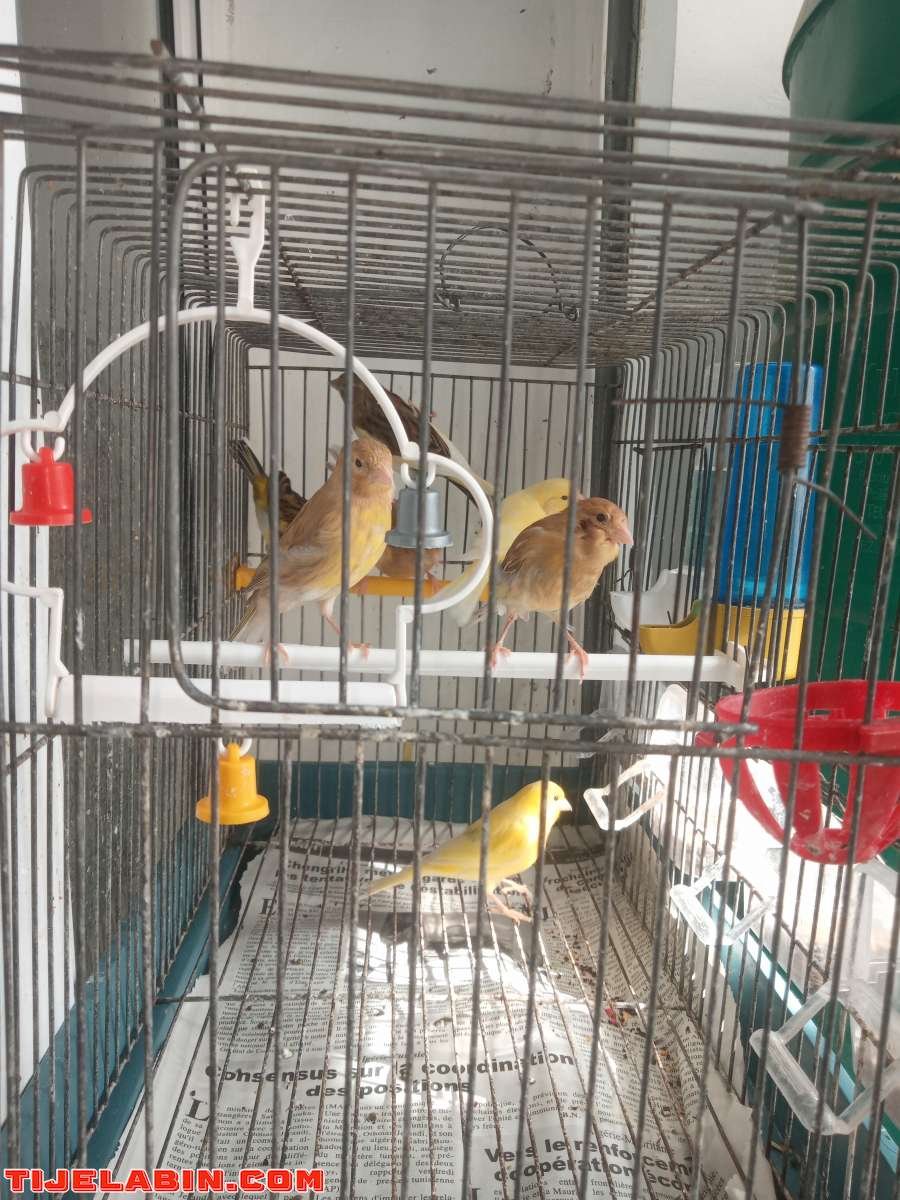 Les Canaries