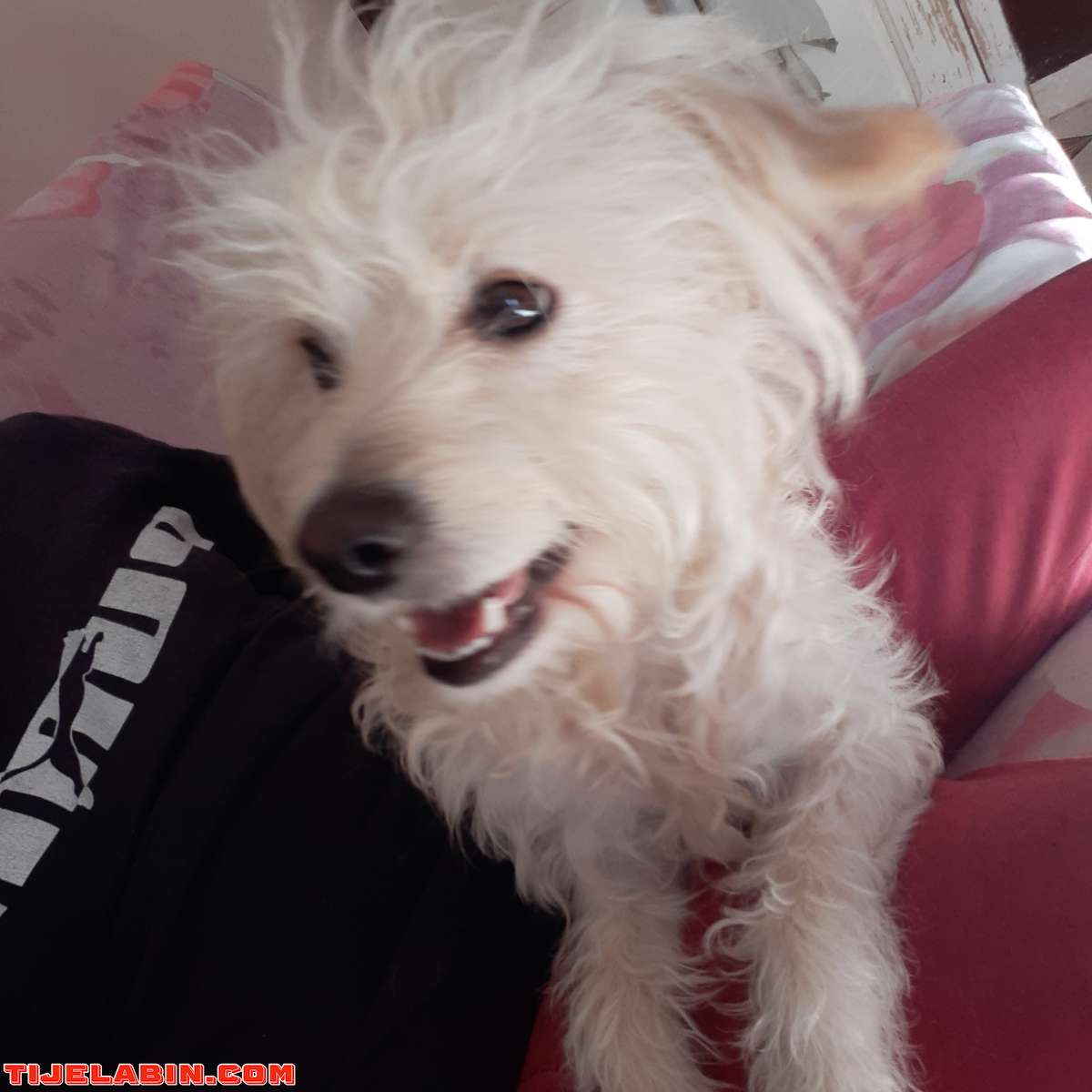 caniche