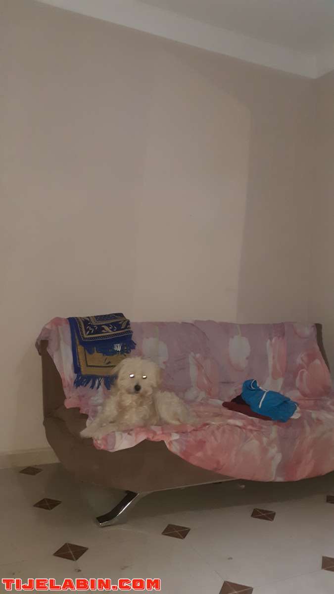 caniche