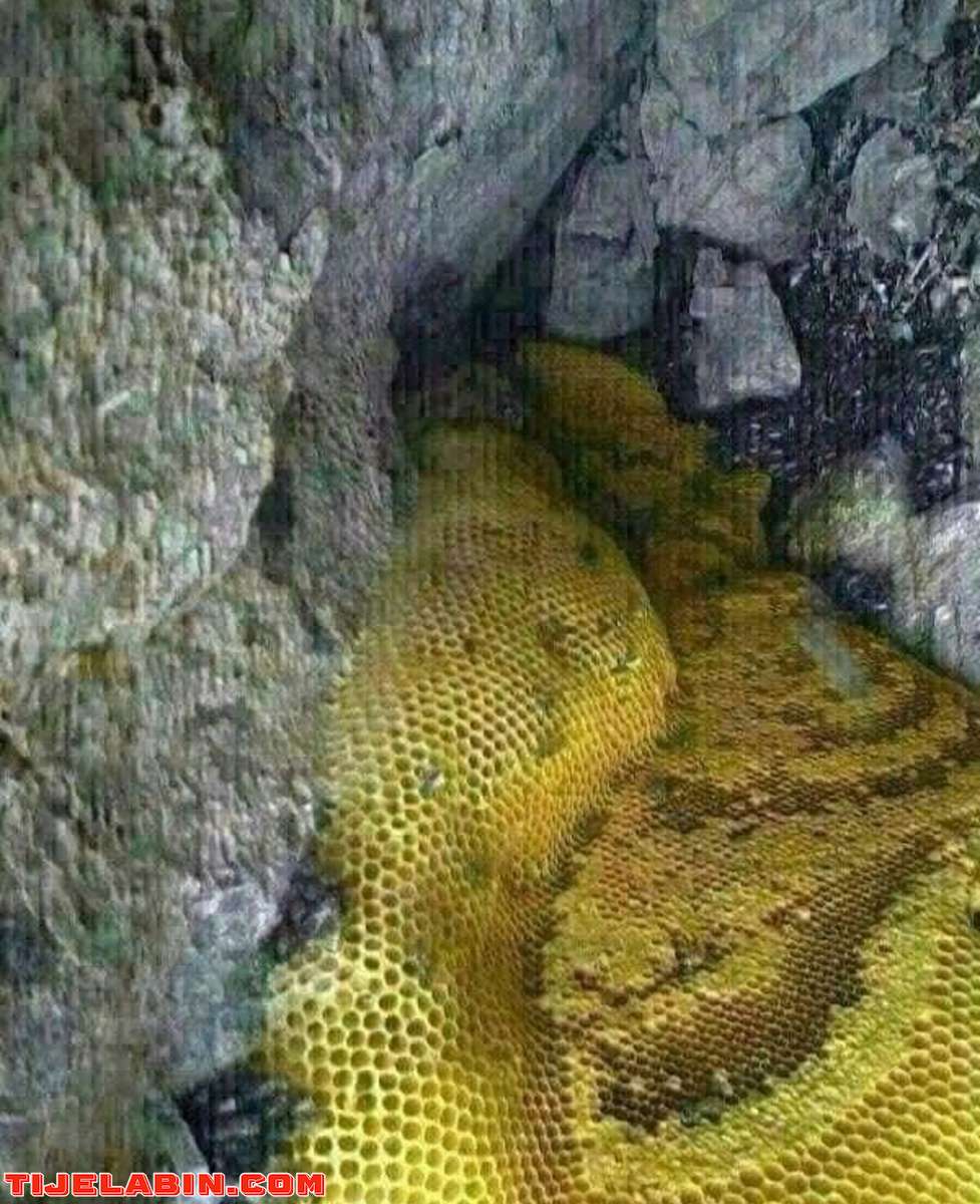 عسل حر