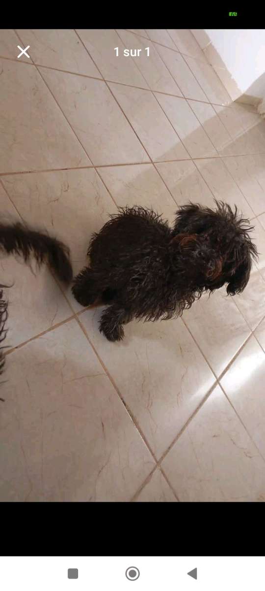caniche