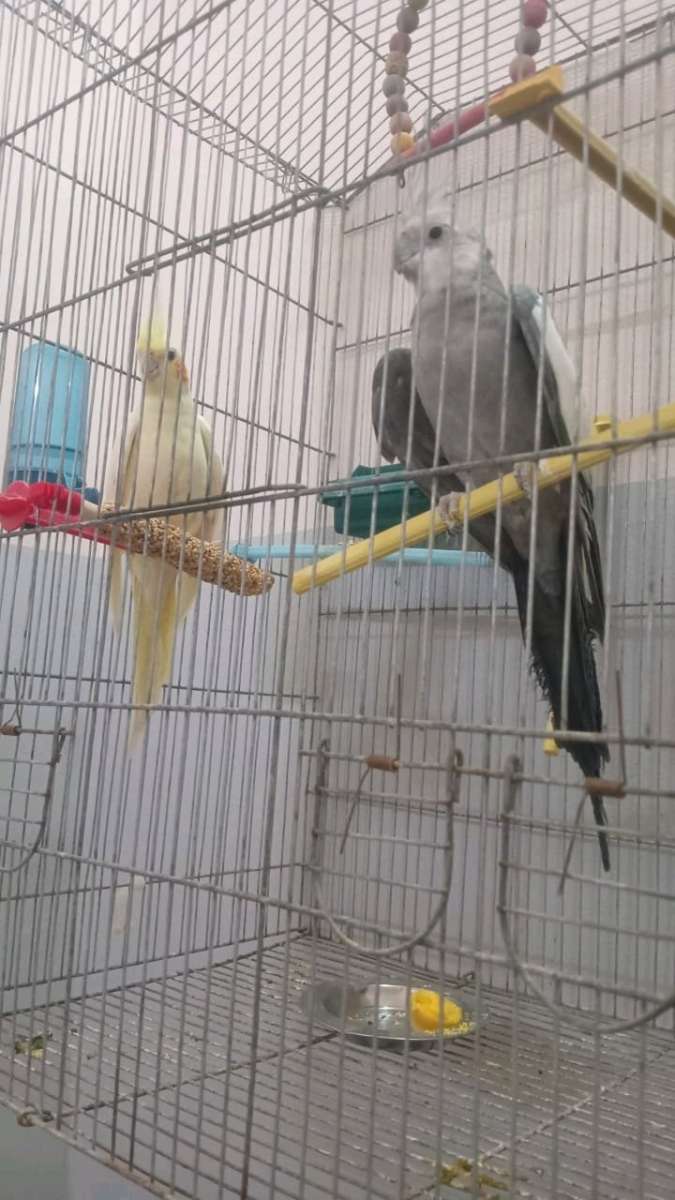 عصافير