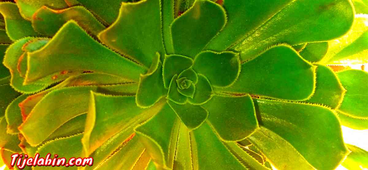 lyceé jeunfille saida