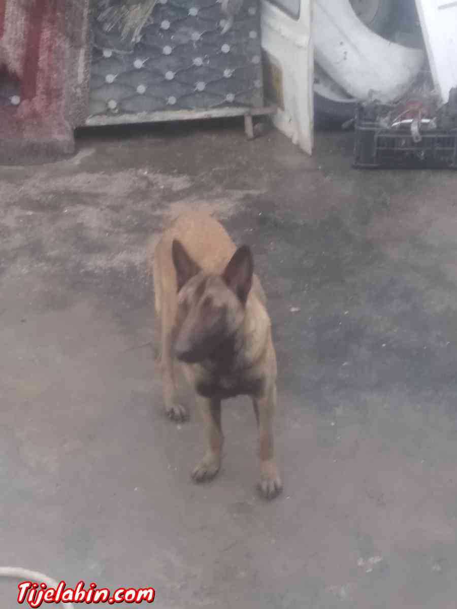 كلبة من نوع مالنوا 8 اشهر - Ain Taghrout, Bordj Bou Arreridj - Tijelabin