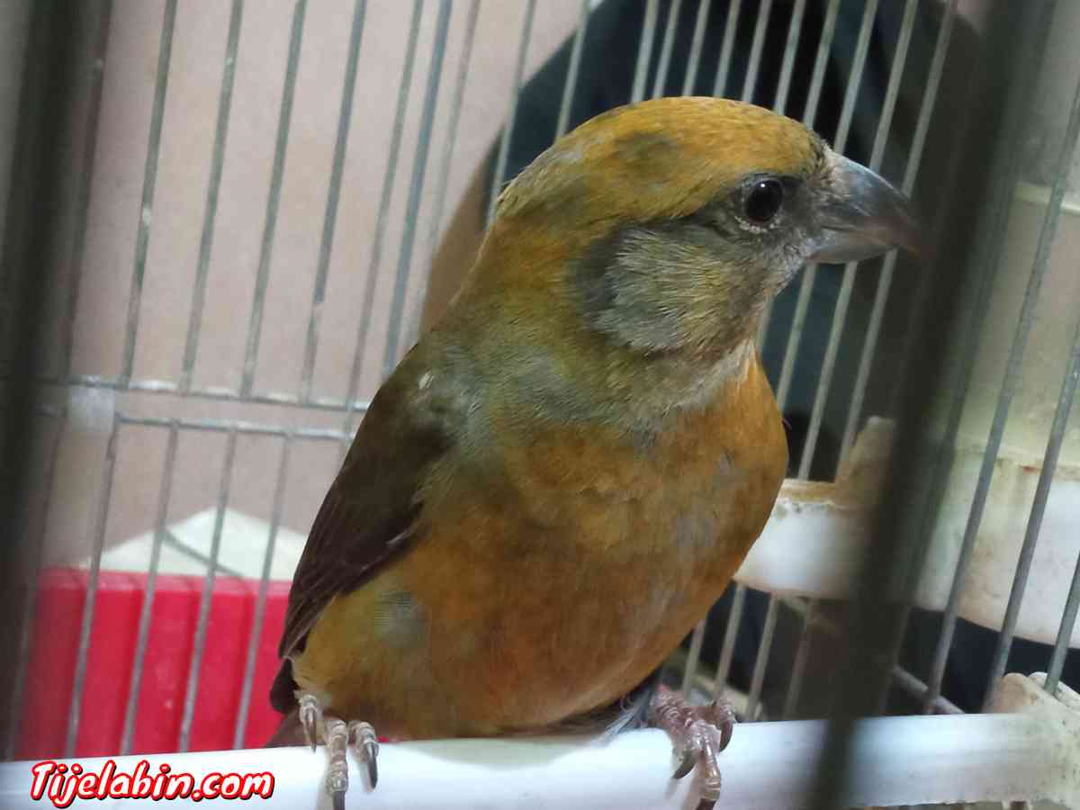 باكروازي يغني عمروا عامين - Bordj El Kiffan, Alger - Tijelabin