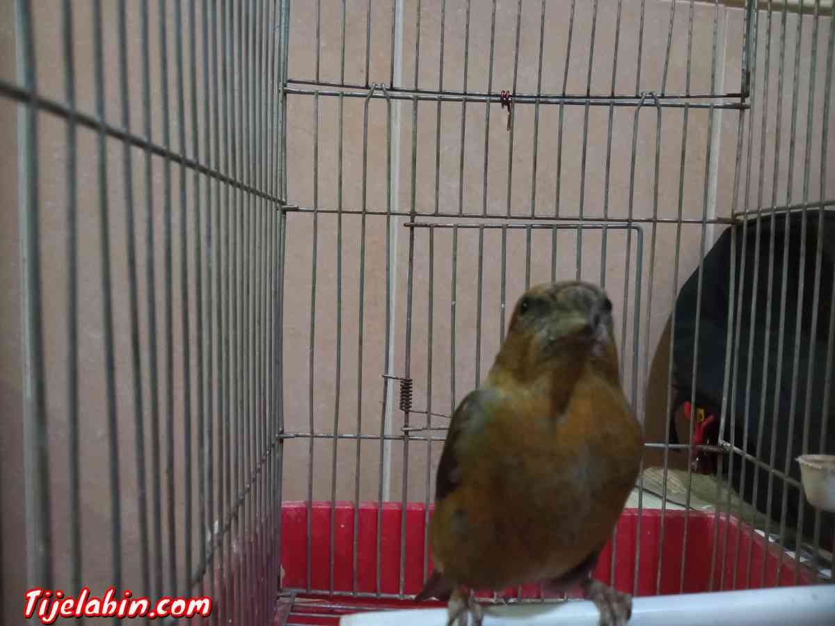 باكروازي يغني عمروا عامين - Bordj El Kiffan, Alger - Tijelabin