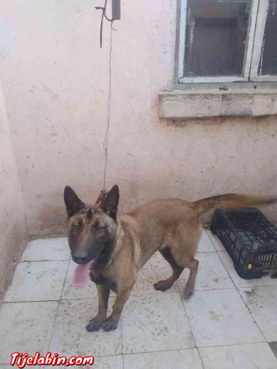 كلبة من نوع مالنوا 8 اشهر - Ain Taghrout, Bordj Bou Arreridj - Tijelabin