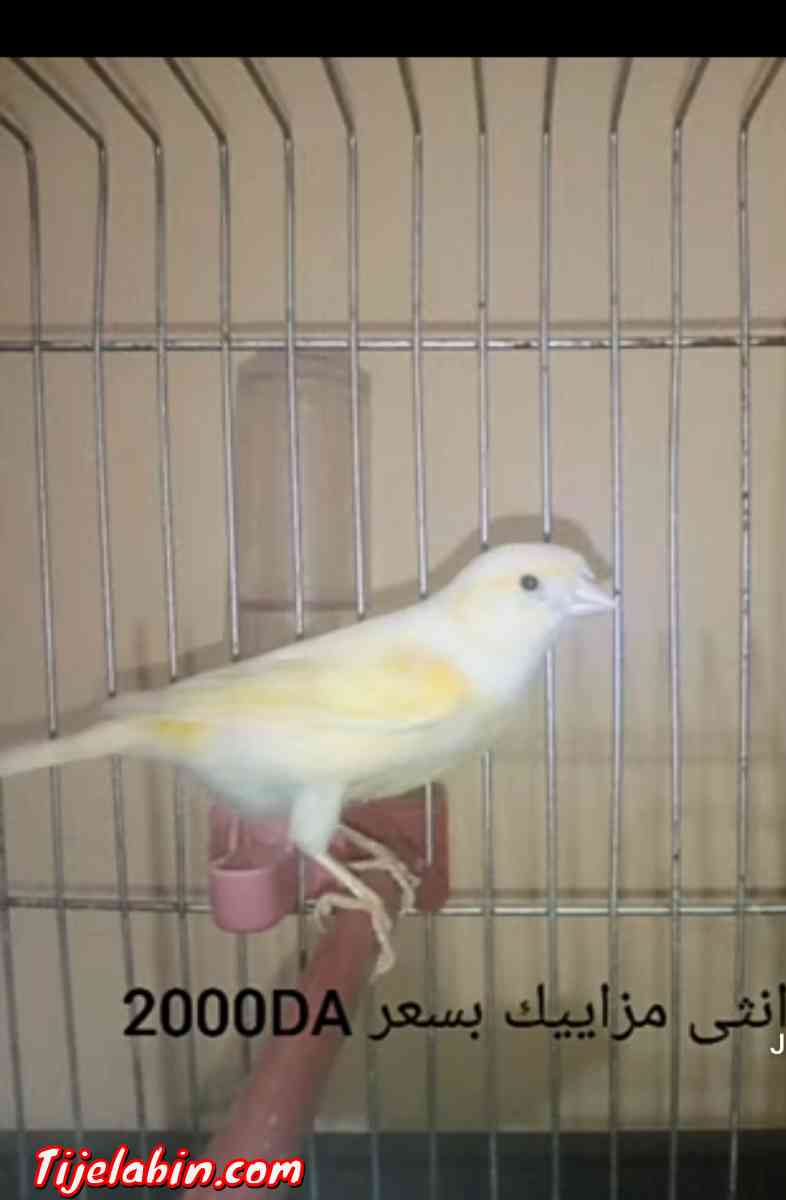 كوبلا كناري مزاييك للبيع