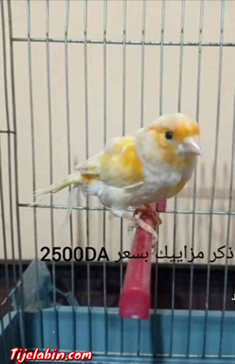 كوبلا كناري مزاييك للبيع - Adekar, Béjaïa - Tijelabin