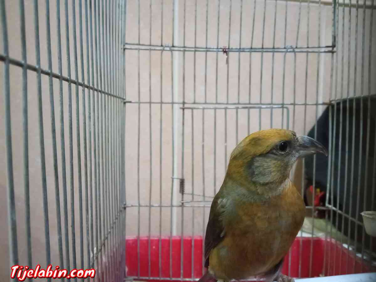 باكروازي يغني عمروا عامين - Bordj El Kiffan, Alger - Tijelabin