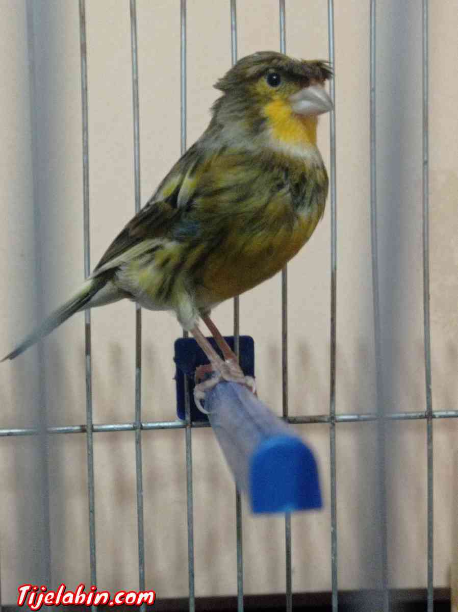 كناري هبي للبيع