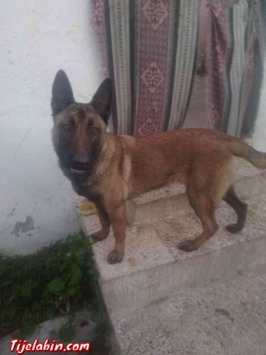 كلبة من نوع مالنوا 8 اشهر