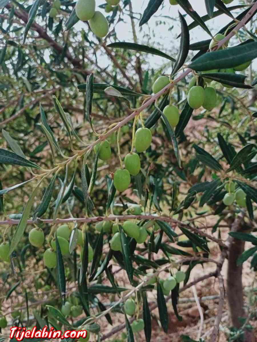 ارض فلاحية للبيع - Ain Oussera, Djelfa