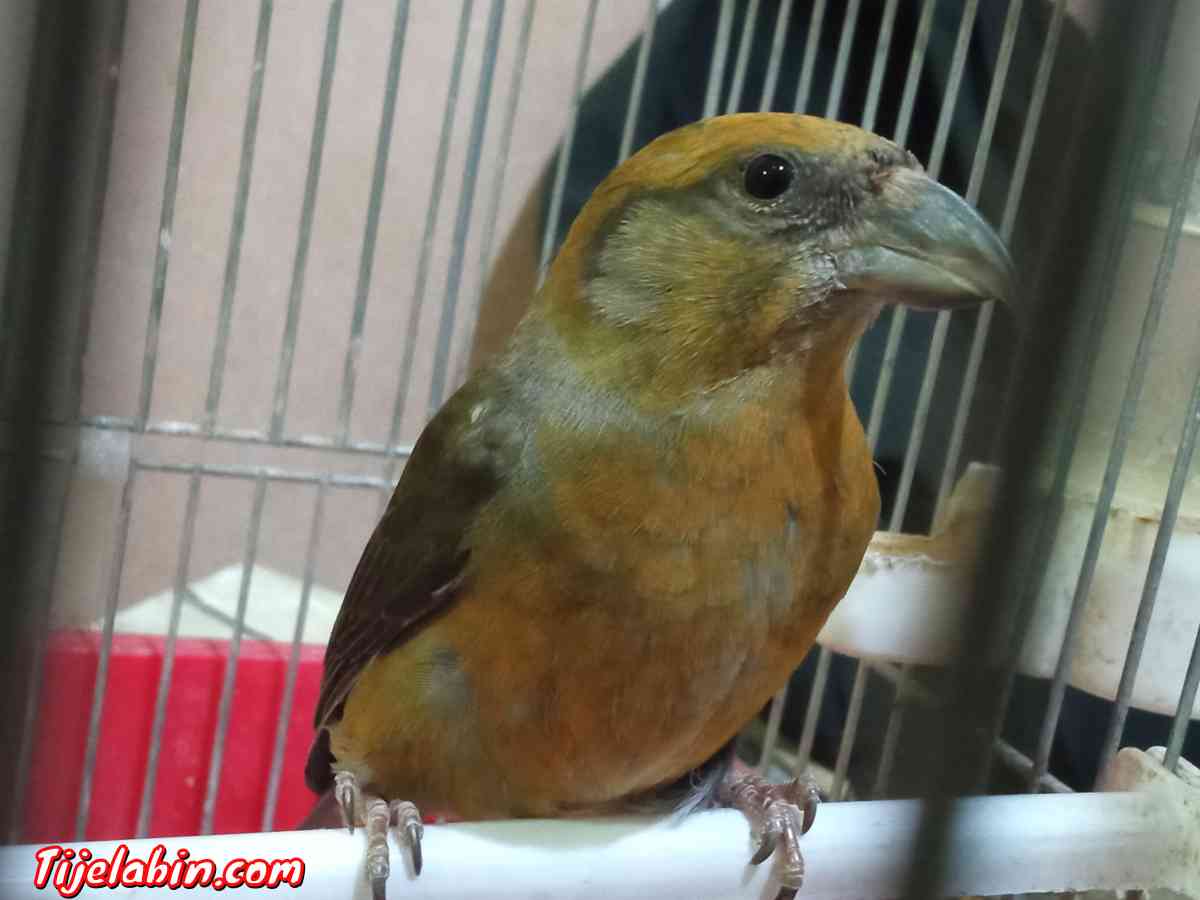 باكروازي يغني عمروا عامين - Bordj El Kiffan, Alger