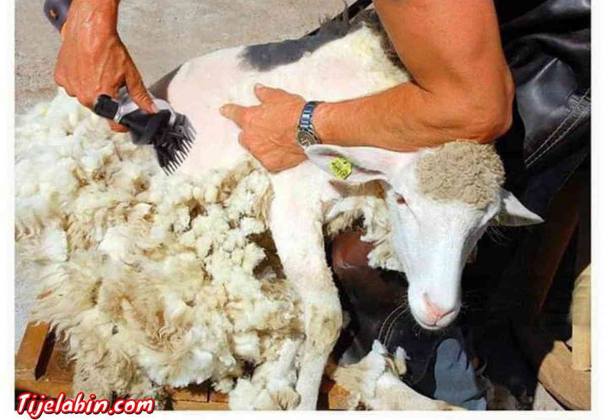 حلاقة المواشي - Ain Benian, Alger