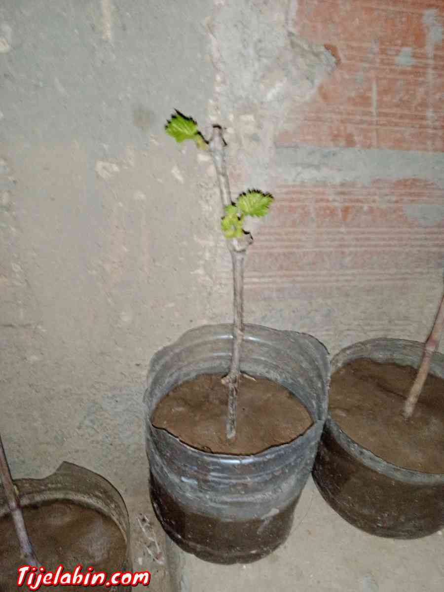 اشجار عنب من اجود انواع العنب حمر بوعمر - Cheria, Tbessa - Tijelabin