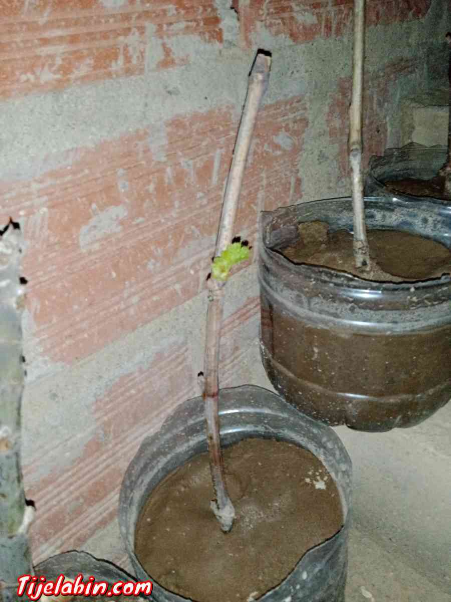 اشجار عنب من اجود انواع العنب حمر بوعمر