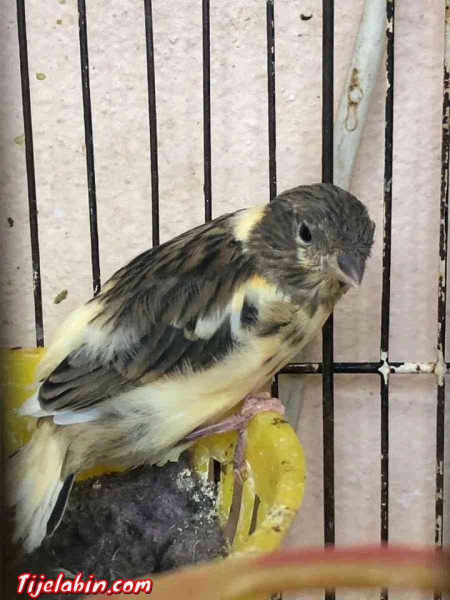 عصافير - Adekar, Béjaïa - Tijelabin