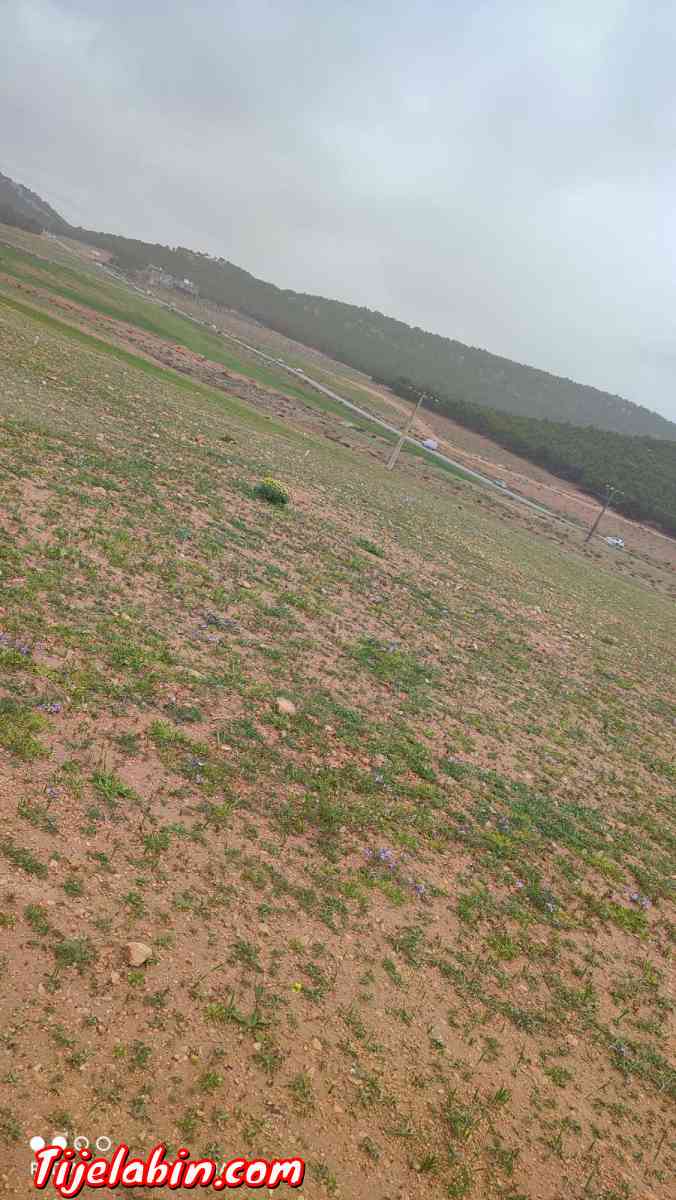 قطعة ارض للبيع - Ksar El Abtal, Setif - Tijelabin