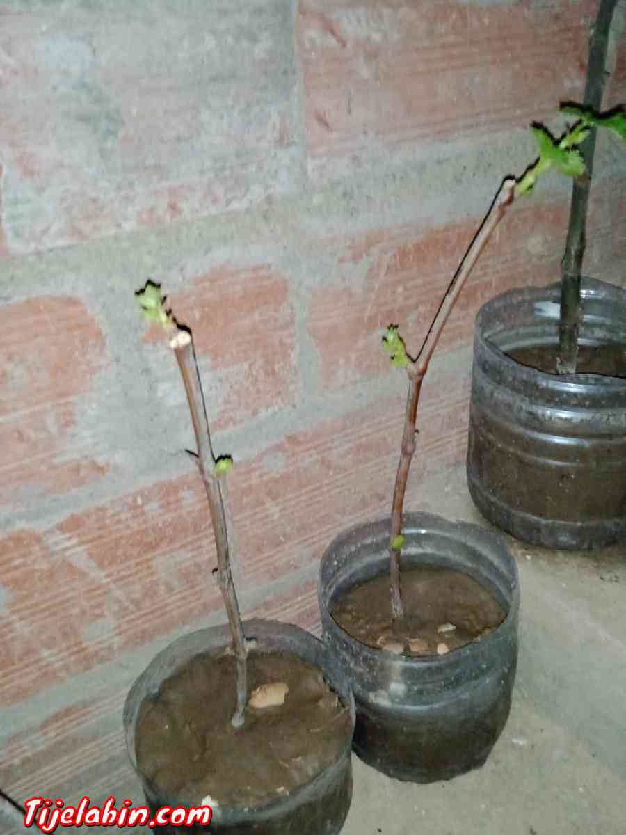 اشجار عنب من اجود انواع العنب حمر بوعمر - Cheria, Tbessa - Tijelabin