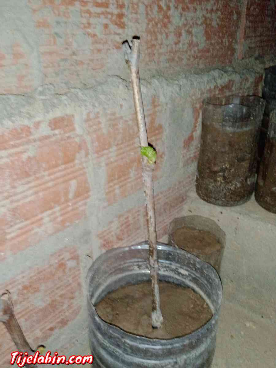 اشجار عنب من اجود انواع العنب حمر بوعمر - Cheria, Tbessa - Tijelabin