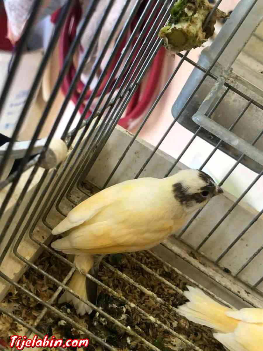 عصافير - Adekar, Béjaïa - Tijelabin