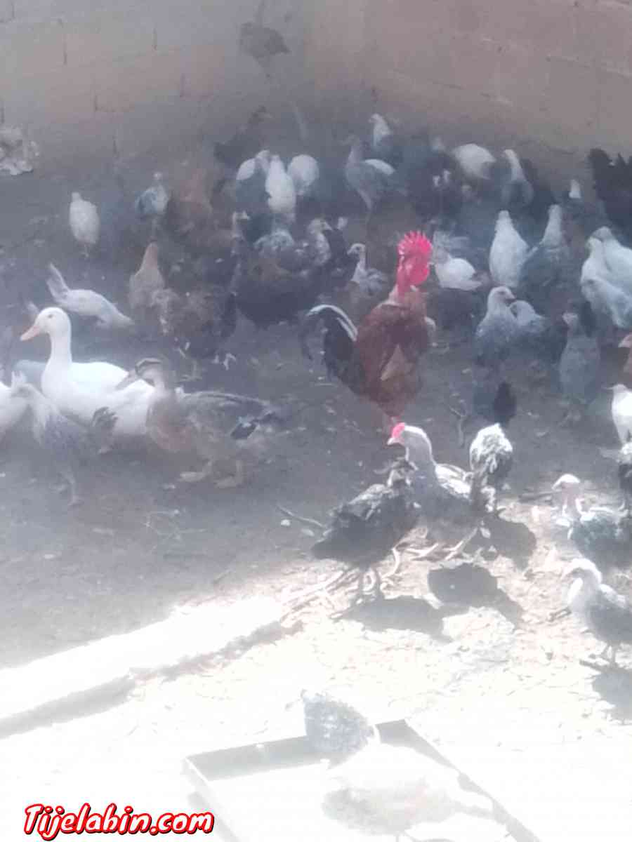 دجاج بعدة انواع - Oum Drou, Chlef - Tijelabin