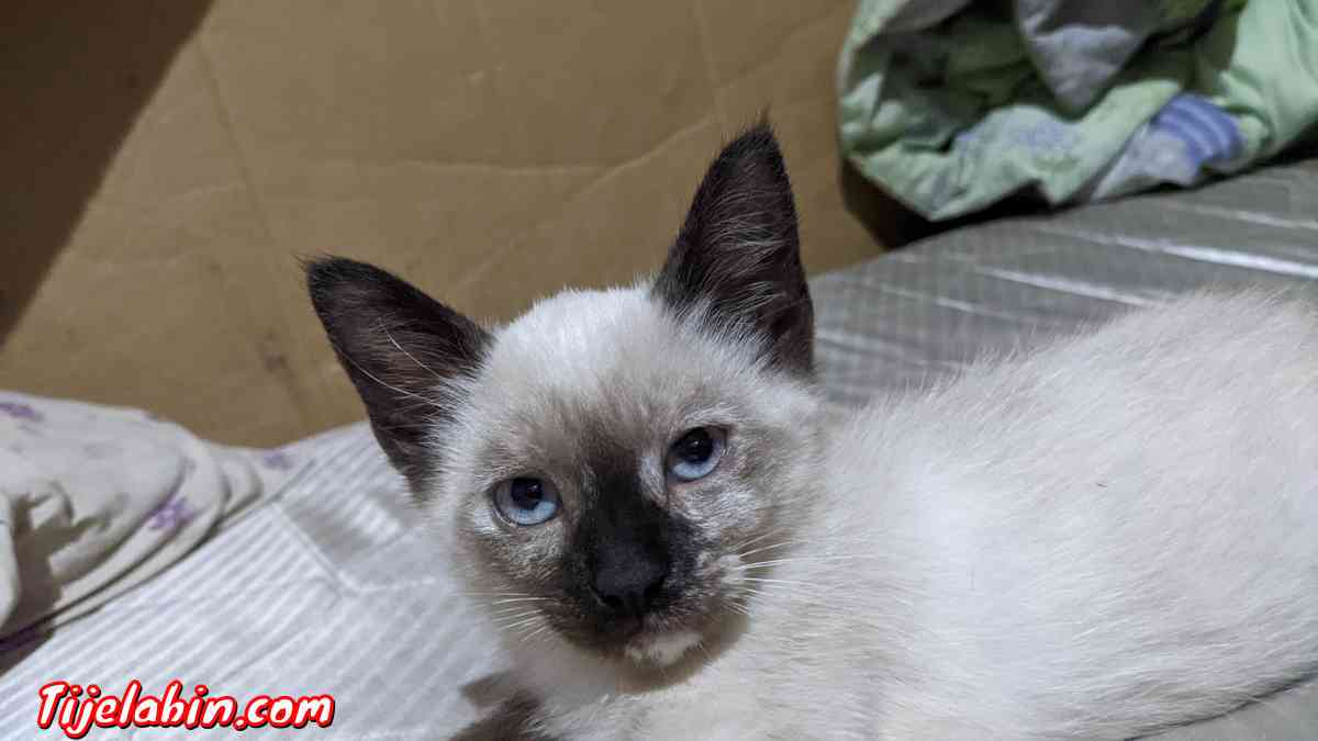 chat siamois - Ben Aknoun, Alger - Tijelabin