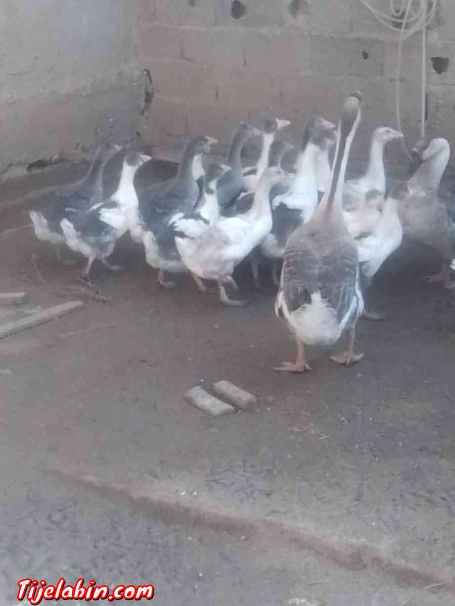 دجاج بعدة انواع