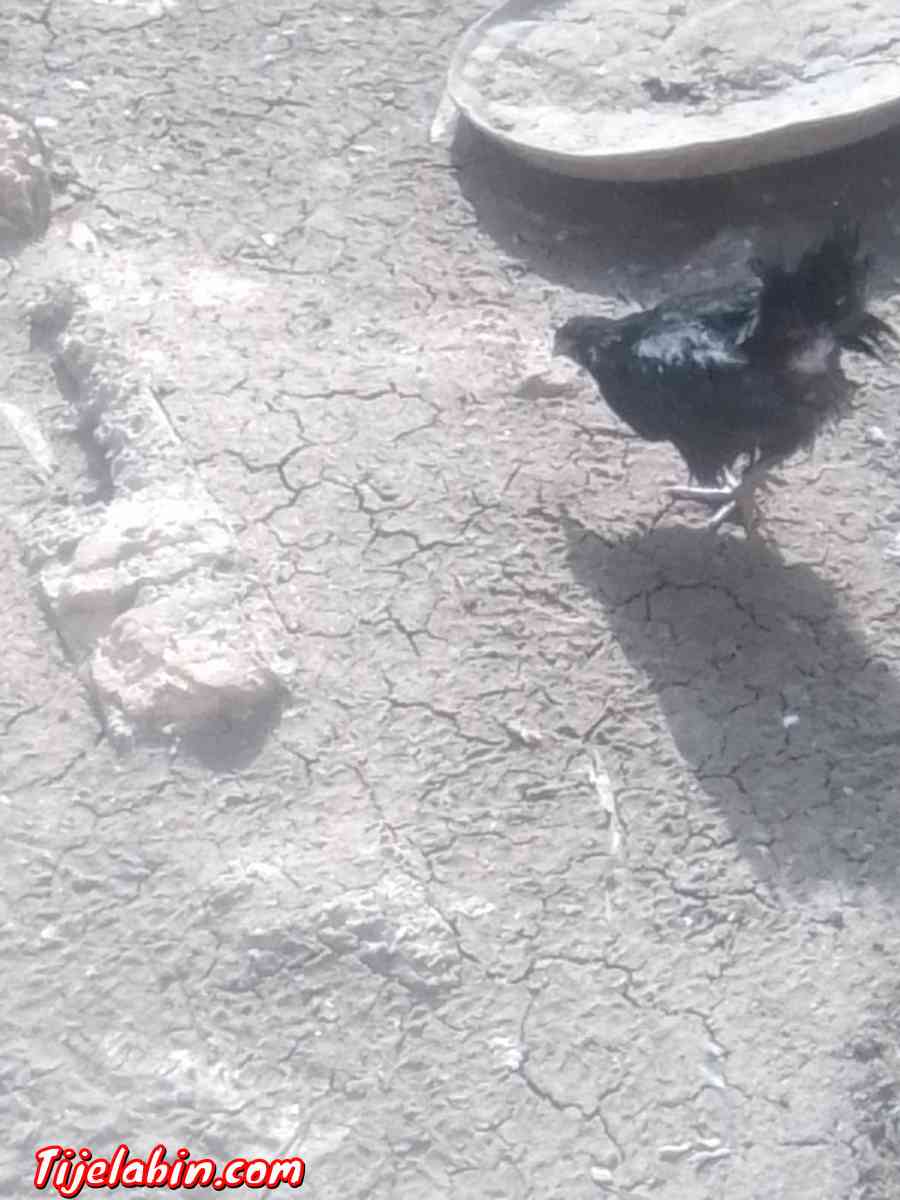 دجاج بعدة انواع - Oum Drou, Chlef - Tijelabin