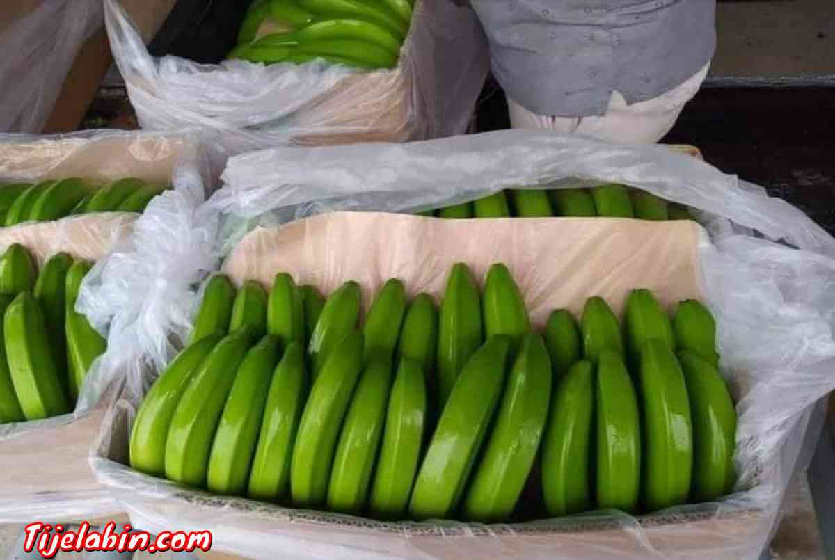 تصدير الموز من اكوادور - Ain Benian, Alger - Tijelabin