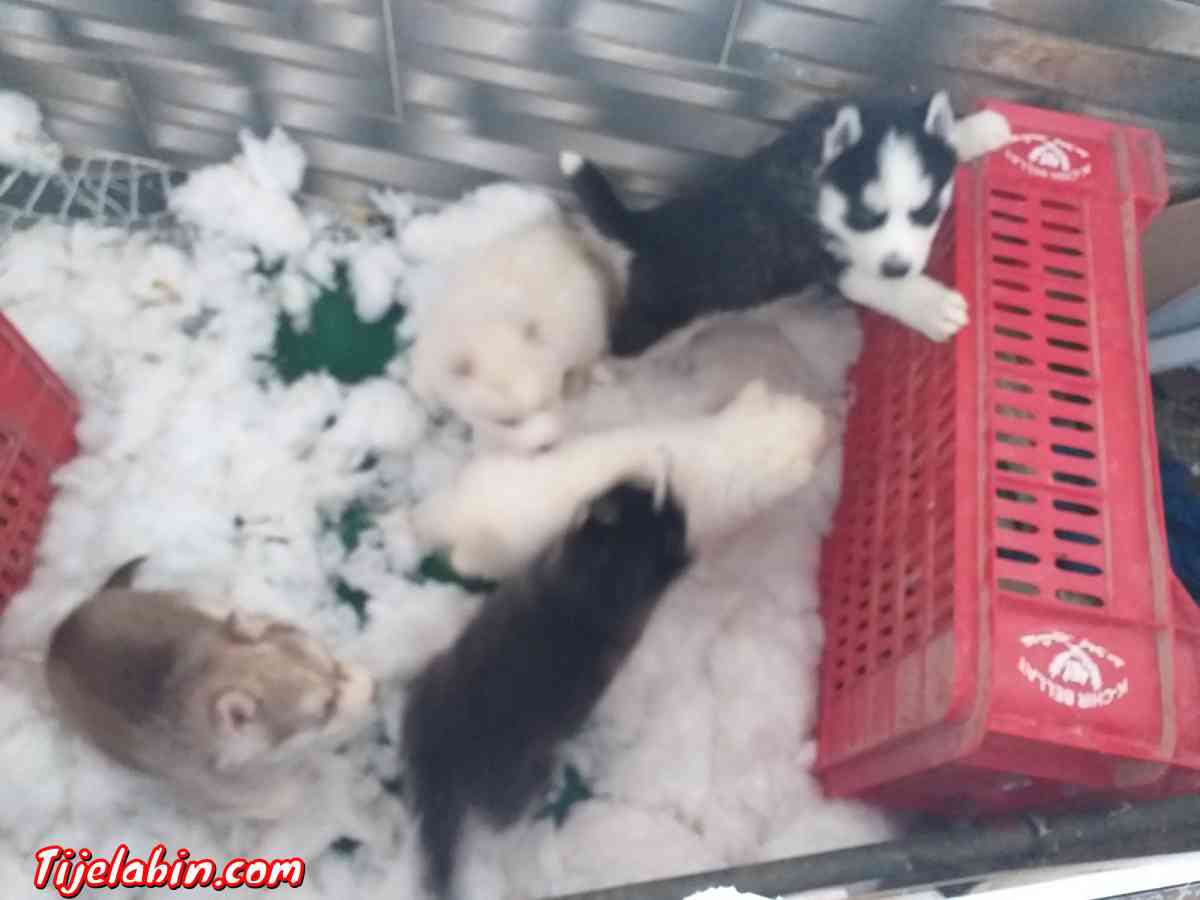 Husky - Tizi Ouzou, Tizi Ouzou - Tijelabin