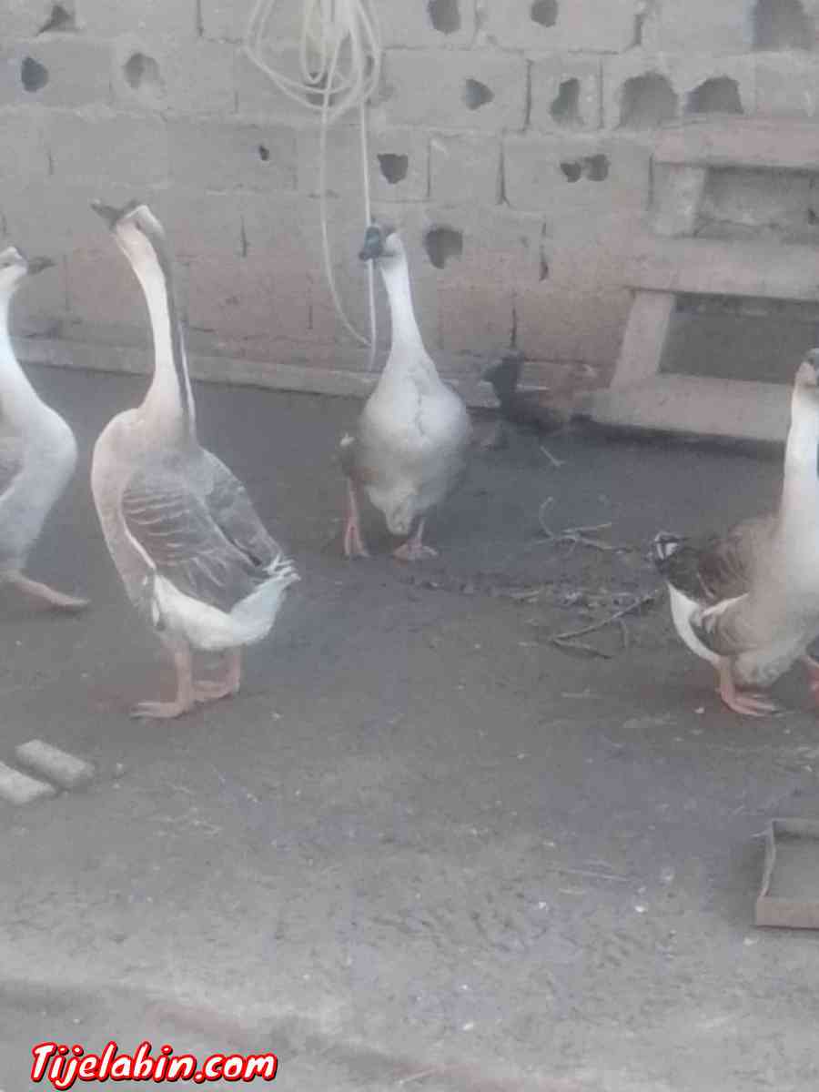 دجاج بعدة انواع - Oum Drou, Chlef - Tijelabin