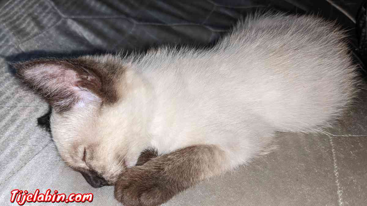 chat siamois - Ben Aknoun, Alger - Tijelabin