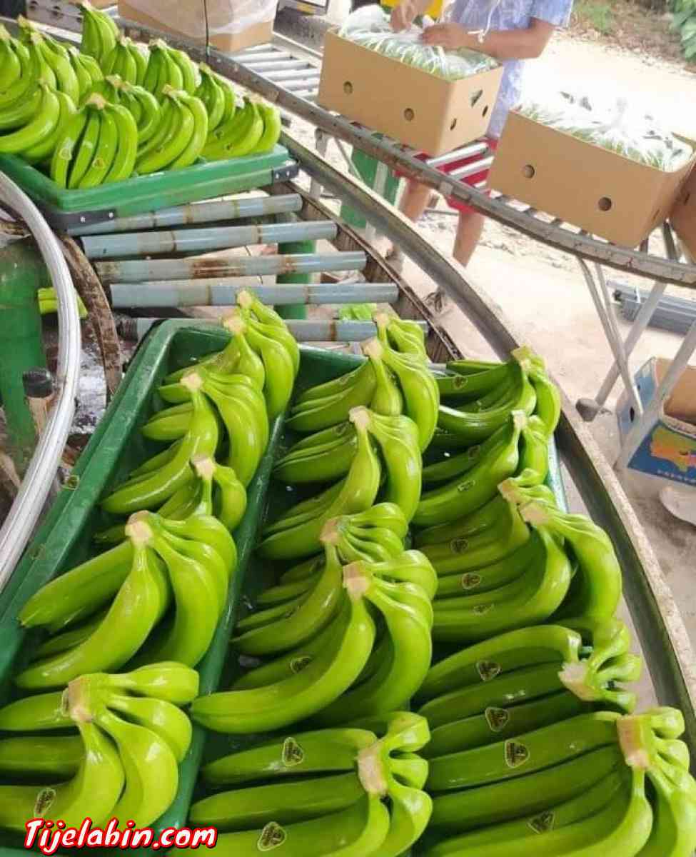 تصدير الموز من اكوادور - Ain Benian, Alger - Tijelabin