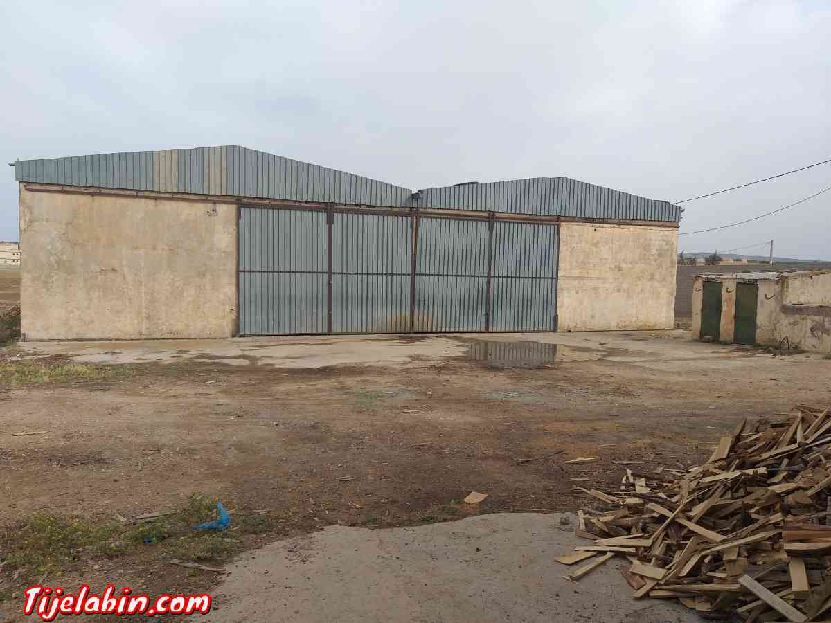 usin de boit  un grand Hangar sur la route - Amarnas, Sidi Bel Abbes - Tijelabin