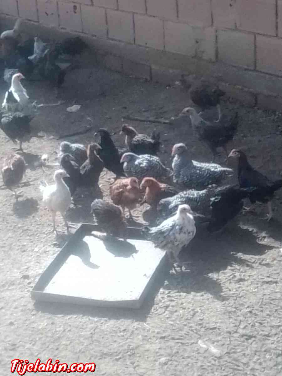 دجاج بعدة انواع - Oum Drou, Chlef - Tijelabin