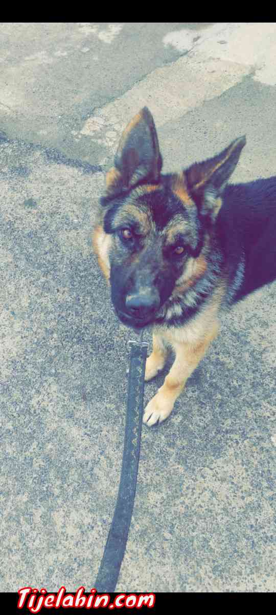 bergie almand - Seddouk, Béjaïa