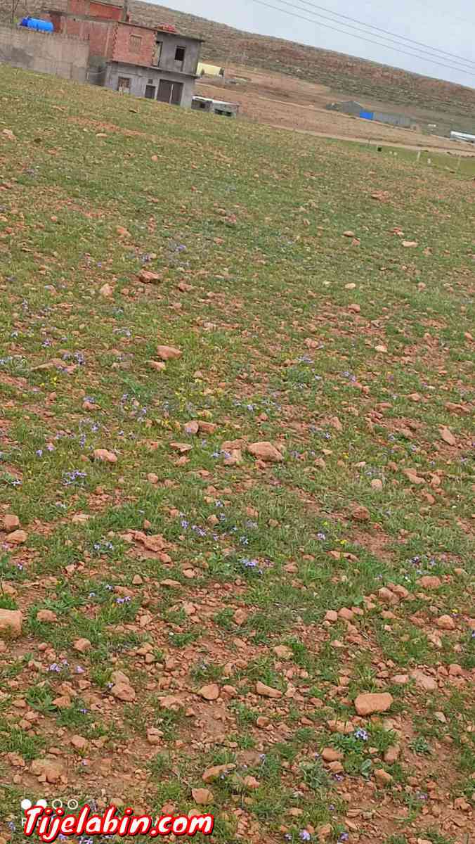 ارض للبيع - Ksar El Abtal, Setif - Tijelabin