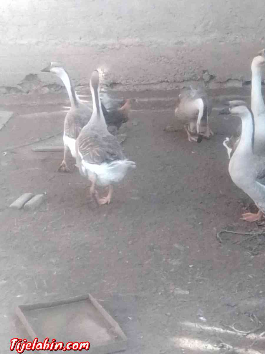 دجاج بعدة انواع - Oum Drou, Chlef - Tijelabin