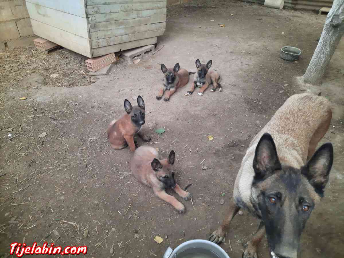 berger belge malinois - Tirmitine, Tizi Ouzou - Tijelabin
