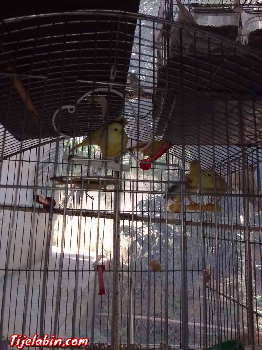 كناري - Ain Benian, Alger