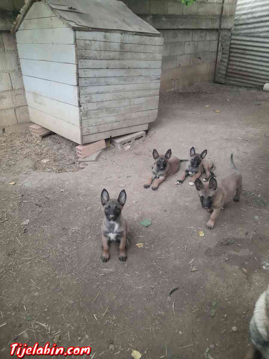 berger belge malinois - Tirmitine, Tizi Ouzou - Tijelabin