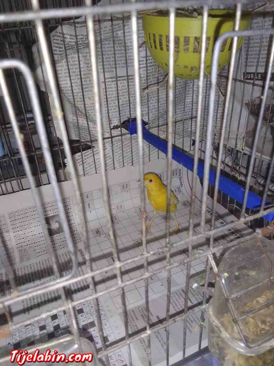 كناري - Ain Benian, Alger - Tijelabin