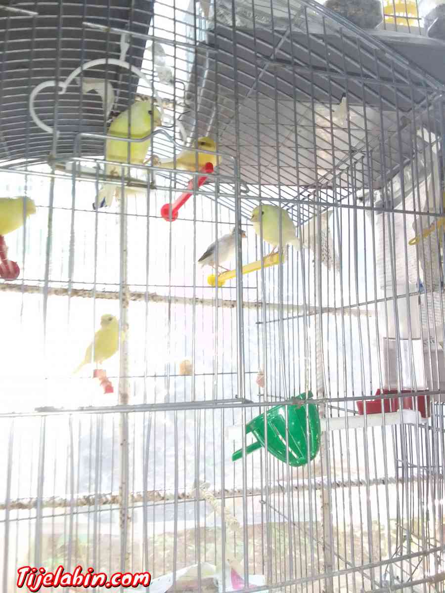 كناري - Ain Benian, Alger - Tijelabin