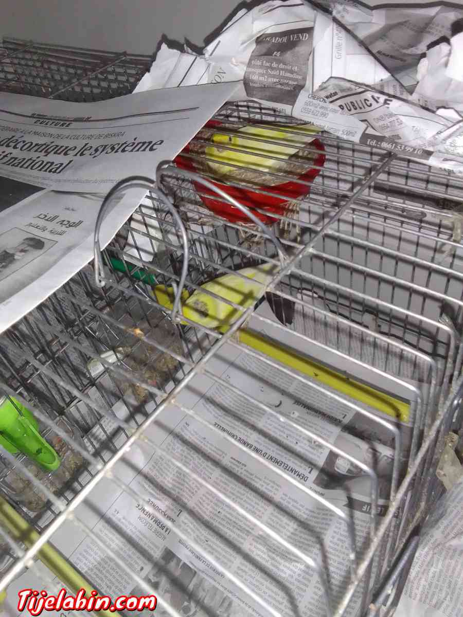 كناري - Ain Benian, Alger